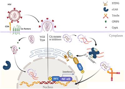 Human immunodeficiency virus-1 core: The Trojan horse in virus–host interaction